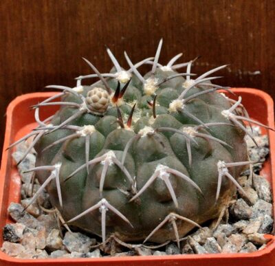 № 23 Gymnocalycium bodenbenderianum v. pipanacoense BKS124