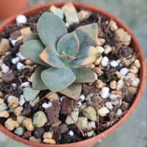 ECHEVERIA "CHROMA"