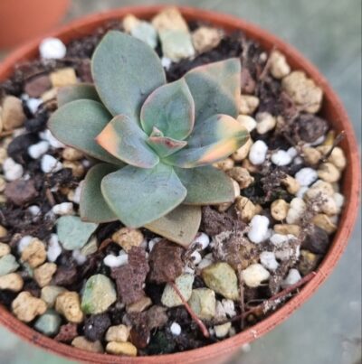 ECHEVERIA "CHROMA"