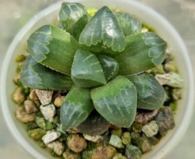 HAWORTHIA "MUTICA NIGRA " - Зображення 2