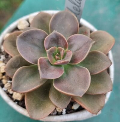 ECHEVERIA "MELACO"