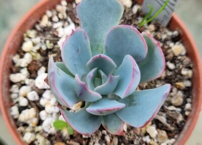 ECHEVERIA "AMISTAR" - Зображення 2