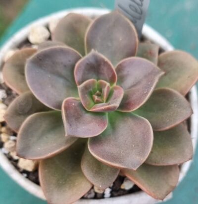 ECHEVERIA "MELACO" - Зображення 2