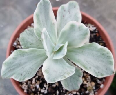 ECHEVERIA "JAPAN MOON RIVER" variegata - Зображення 2