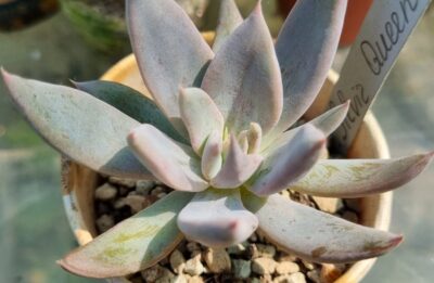 ECHEVERIA "SILVER QUEEN"