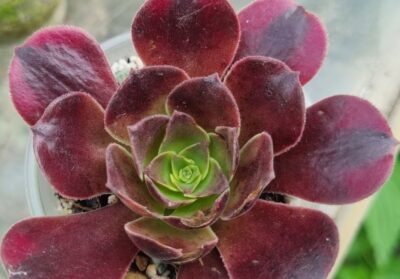AEONIUM "MEDUSA"