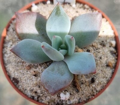 ECHEVERIA "PURPLE CHAMPAGNE" - Зображення 2