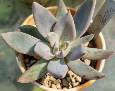 ECHEVERIA "SILVER QUEEN" - Зображення 2