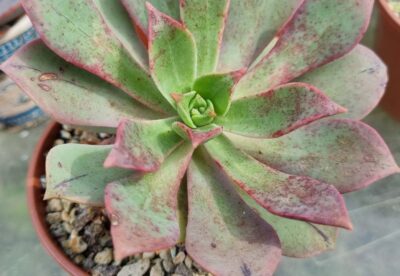 Aeonium "Percarneum Minor"