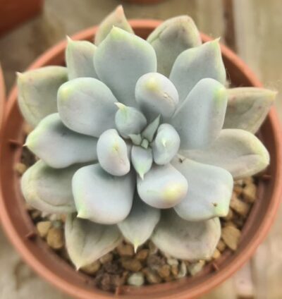 Echeveria "SNOW QUEEN" - Зображення 2