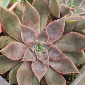 ECHEVERIA "DARK DESIRE"