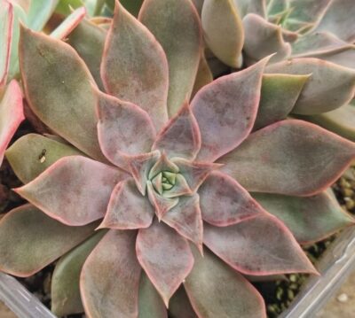 ECHEVERIA "DARK DESIRE"