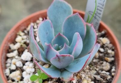 ECHEVERIA "AMISTAR"