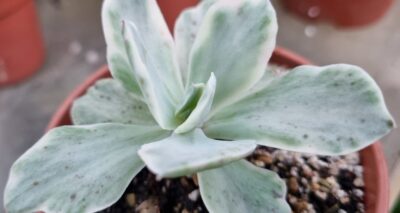 ECHEVERIA "JAPAN MOON RIVER" variegata