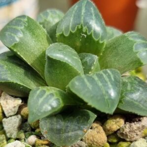 HAWORTHIA "MUTICA NIGRA "