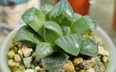 HAWORTHIA "MUTICA NIGRA "