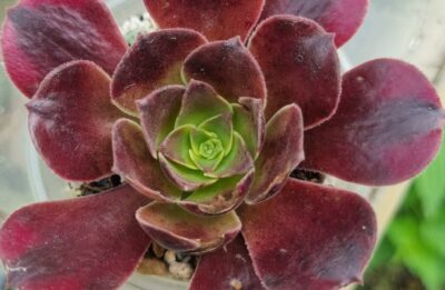 AEONIUM "MEDUSA" - Зображення 2
