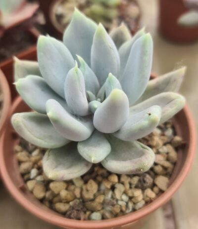 Echeveria "SNOW QUEEN"