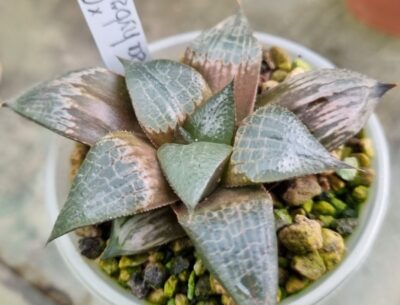 HAWORTHIA "PIGMAEA hibr. X COMPTONIANA VVG10"