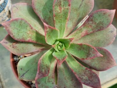 Aeonium "Percarneum Minor" - Зображення 2