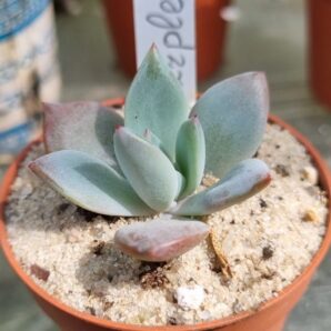 ECHEVERIA "PURPLE CHAMPAGNE"