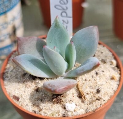 ECHEVERIA "PURPLE CHAMPAGNE"