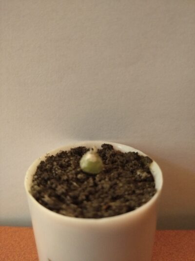 Ornithogalum lithopsoides