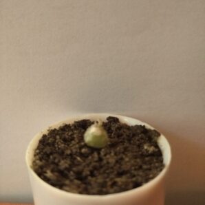 Ornithogalum lithopsoides