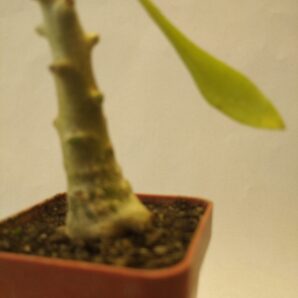 Tylecodon grandiflorus