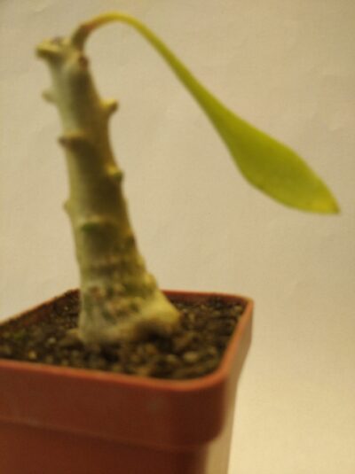 Tylecodon grandiflorus