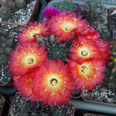 Lobivia acanthoplegma v.patula WR54