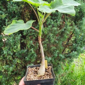 Uncarina decaryi | 108