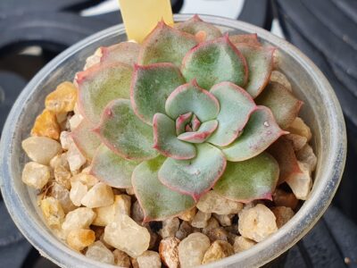 Echeveria sp.