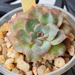 Echeveria sp.
