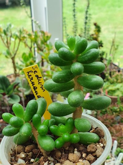 Sedum hernandezii
