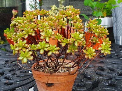 Aeonium sedifolium