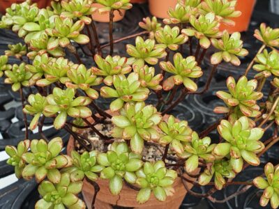 Aeonium sedifolium - Зображення 2