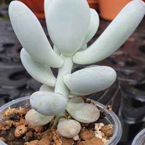 Pachyphytum oviferum