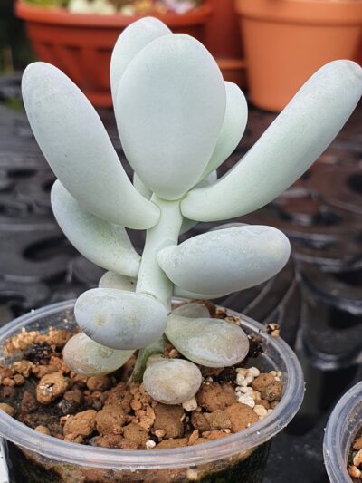 Pachyphytum oviferum