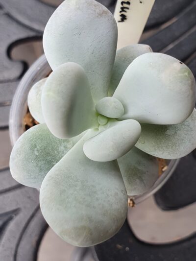 Pachyphytum oviferum - Зображення 2