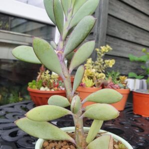Senecio crassissimus