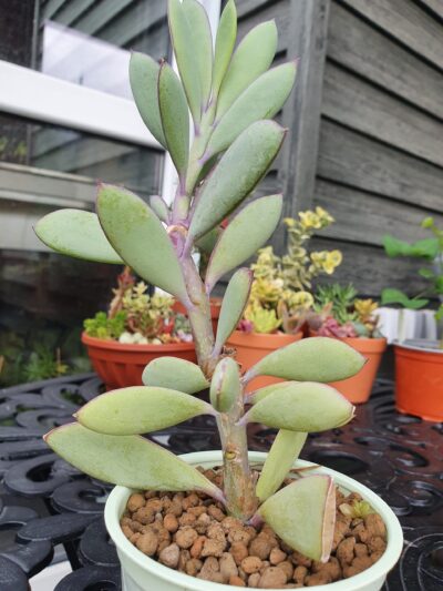 Senecio crassissimus