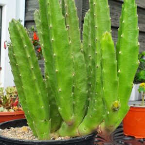 Stapelia grandiflora | 97
