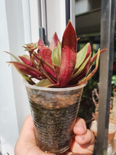 Crassula orbicularis var.rosularis - Зображення 2