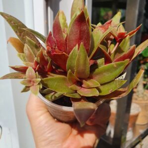 Crassula orbicularis var.rosularis