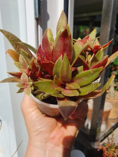 Crassula orbicularis var.rosularis