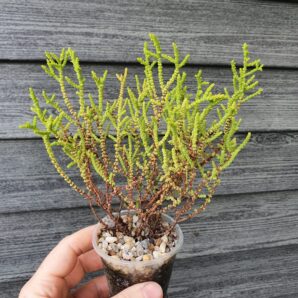 Crassula muscosa var.obtusifolia