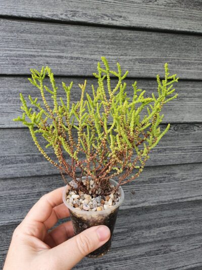 Crassula muscosa var.obtusifolia