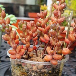 Sedum stahlii