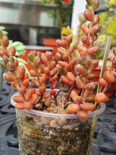 Sedum stahlii
